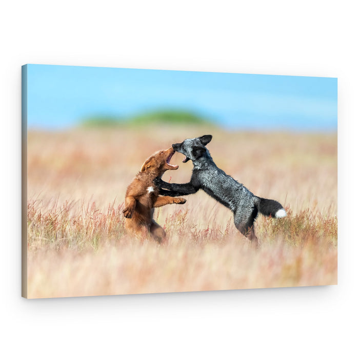 Foxes Play Fight – Canvas Print