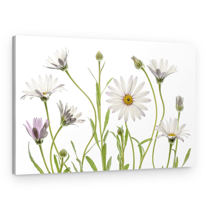 Cape Daisies – Canvas Print