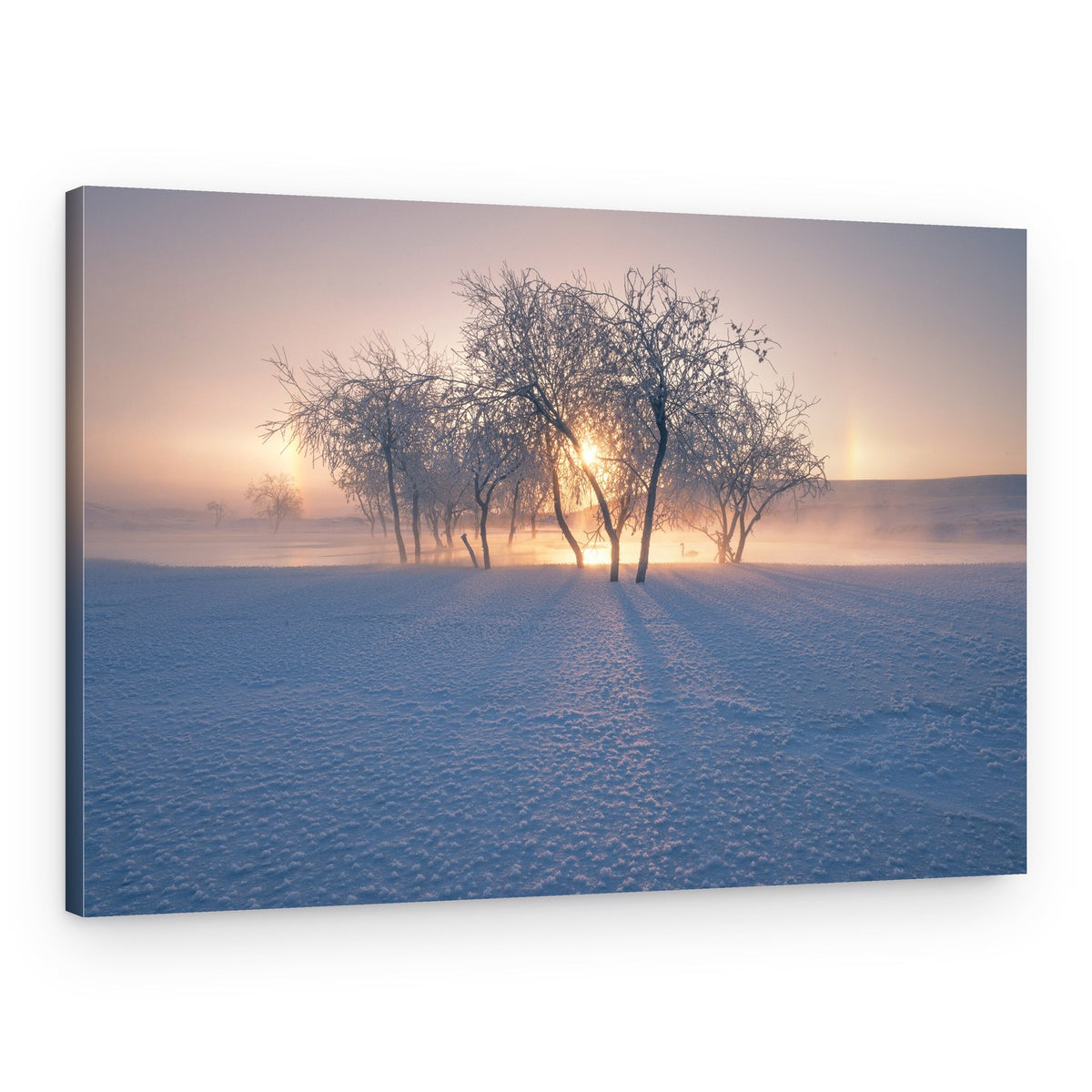 Frozen Trees Sunrise Mist – Canvas Print