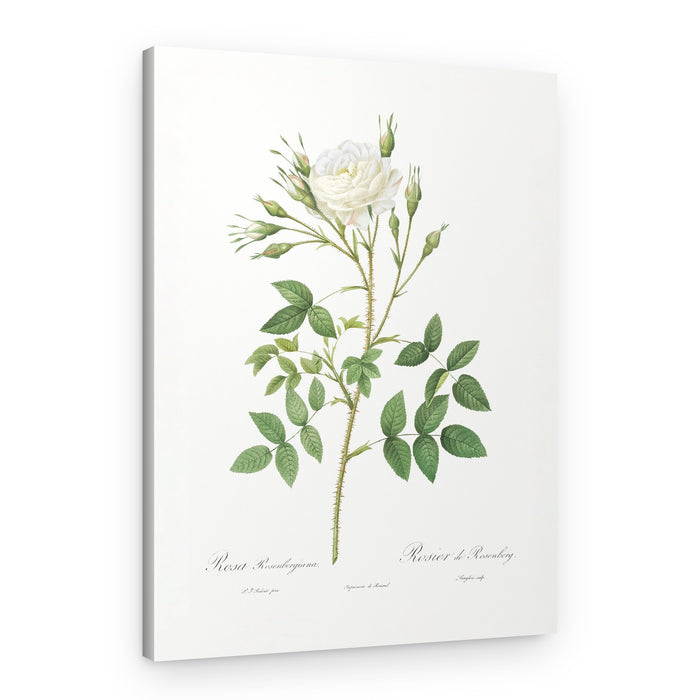 Rose of Rosenberg, Les Roses (1817–1824) – Canvas Print