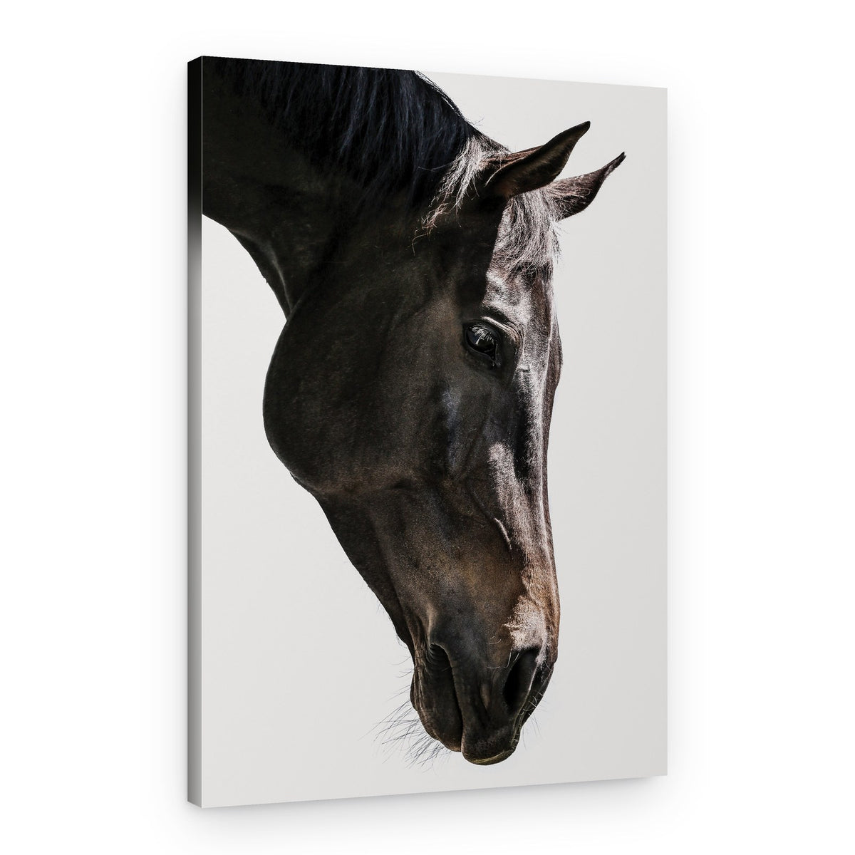 Gentle Equine Gaze – Canvas Print