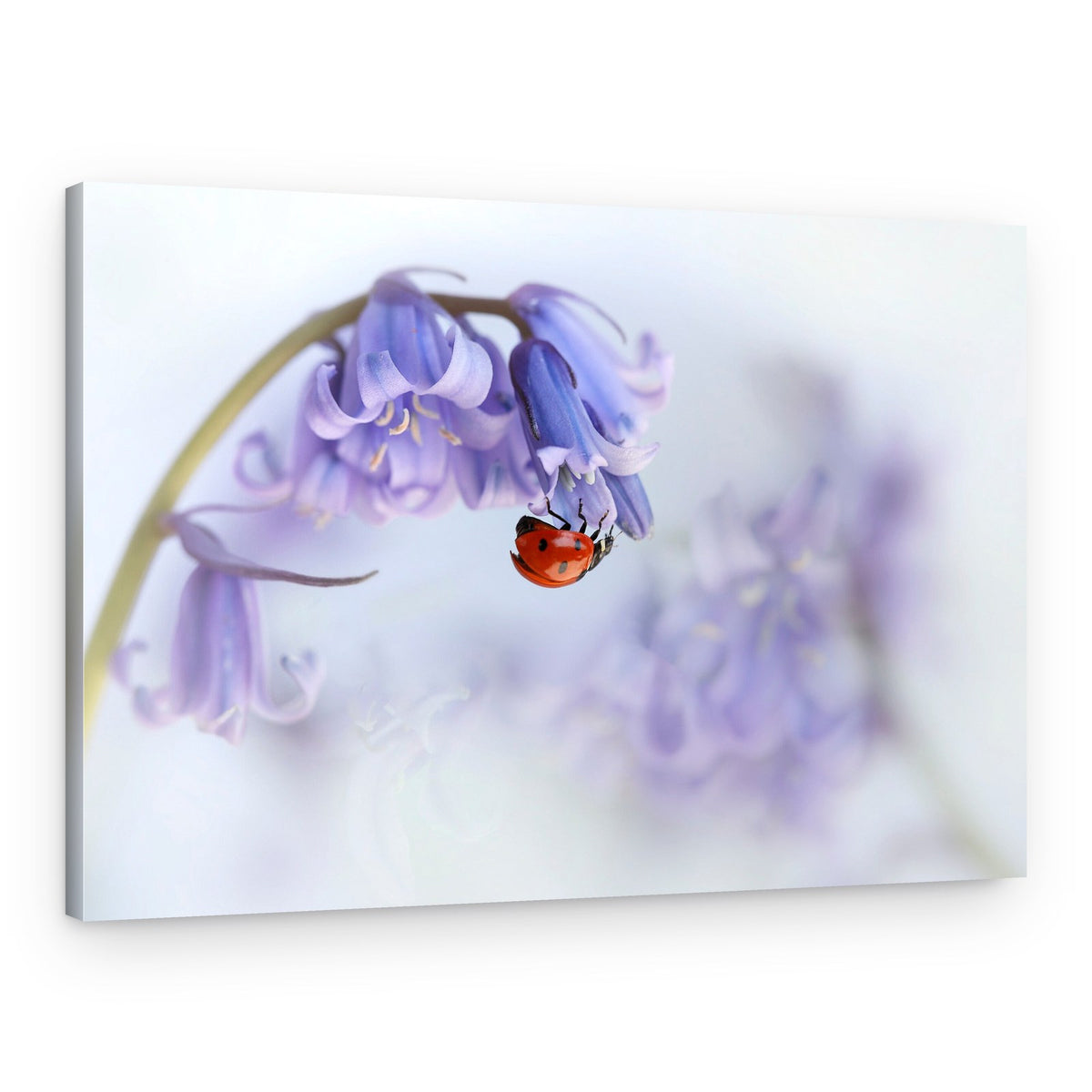Ladybug on Bluebell Blossom – Canvas Print