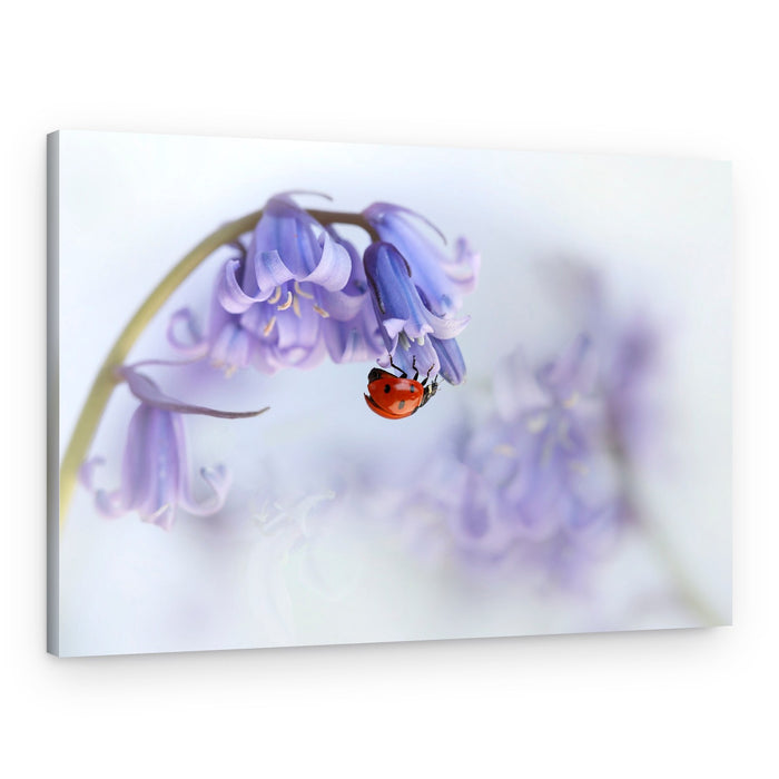 Ladybug on Bluebell Blossom – Canvas Print