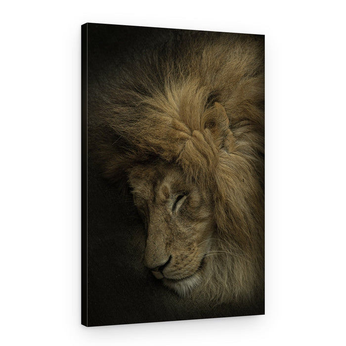 Peaceful Lion Sleep – Canvas Print