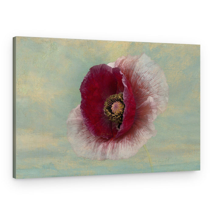 Crimson Poppy Bloom – Canvas Print