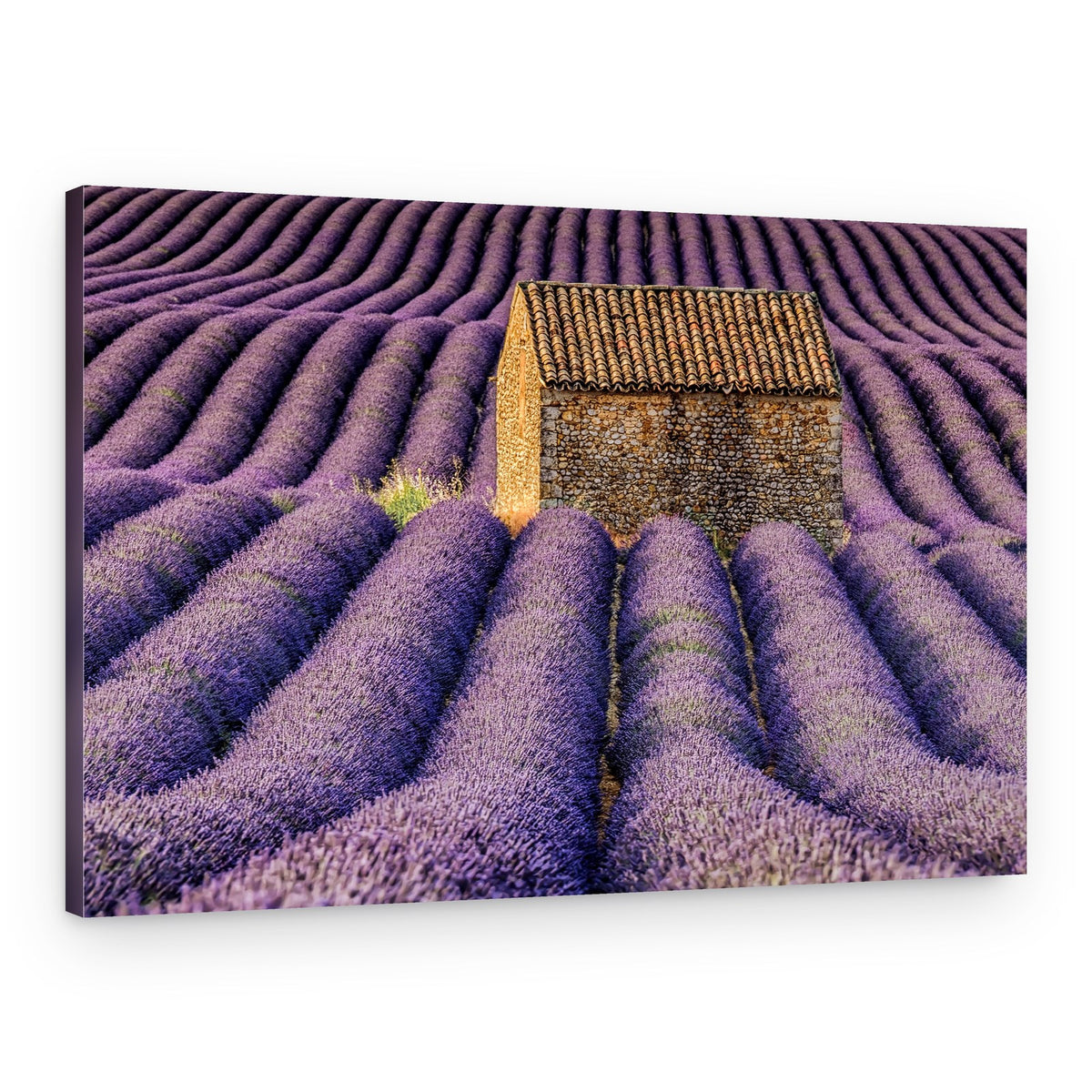 Stone House Lavender Field – Canvas Print