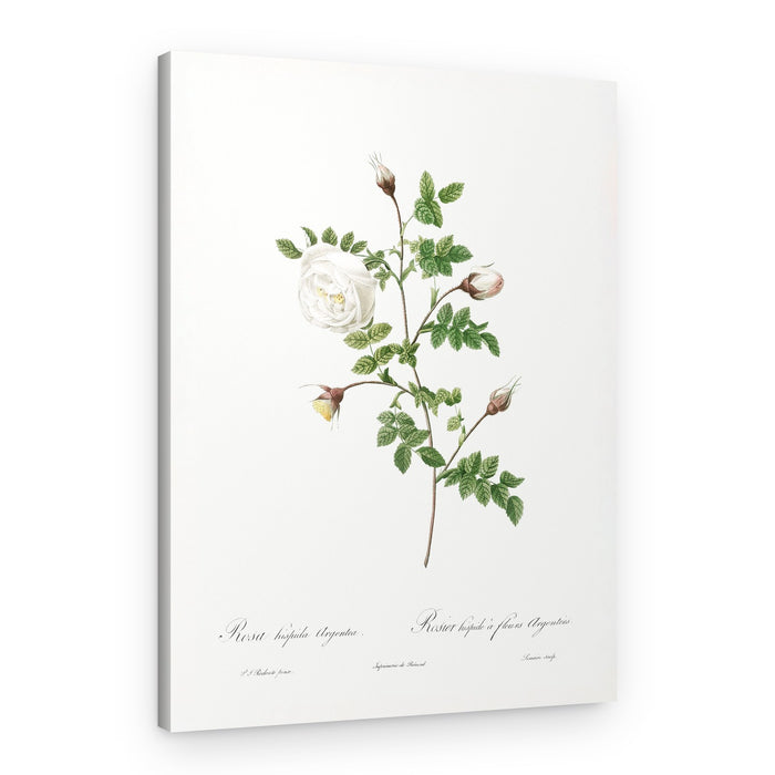 Silver Flowered Hispid Rose, Les Roses (1817–1824) – Canvas Print