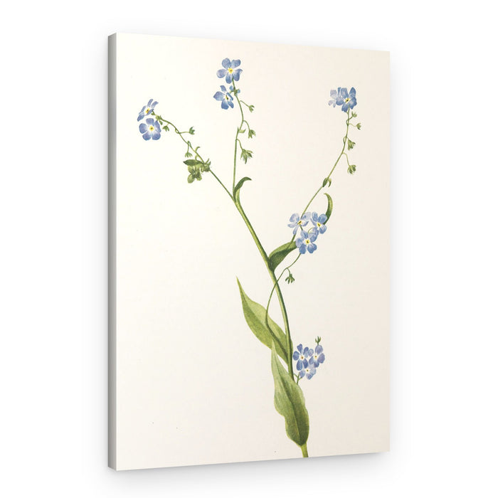 Bur Forget Me Not From North American Wildflowers (1925) By Mary Vaux Walcott – Canvas Print