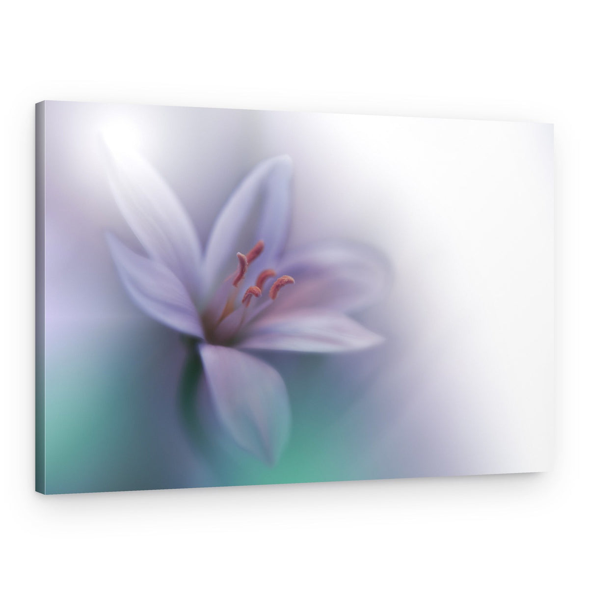 Soft Purple Bloom – Canvas Print