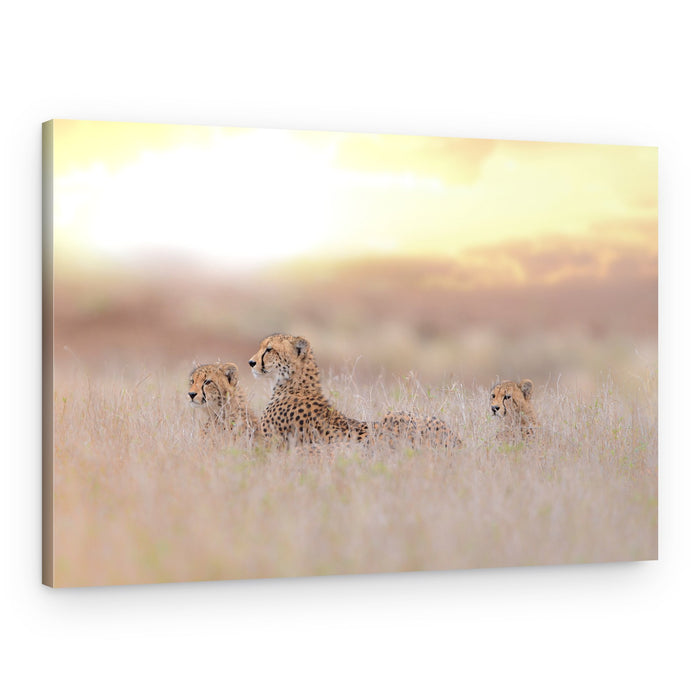 Cheetah Family Golden Light – Canvas Print