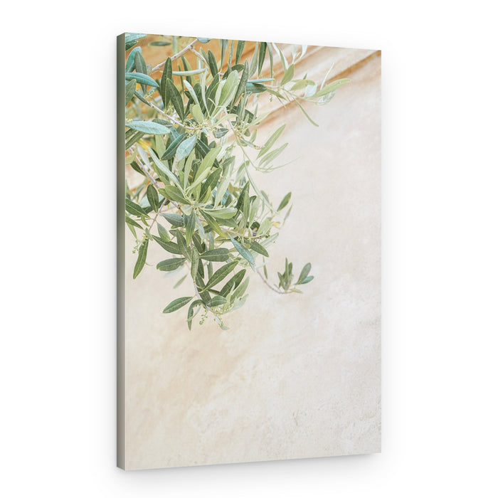 Soft Green Olive Branches – Canvas Print