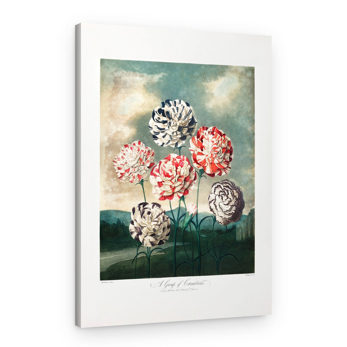 A Group of Carnations from The Temple of Flora (1807) – Canvas Print