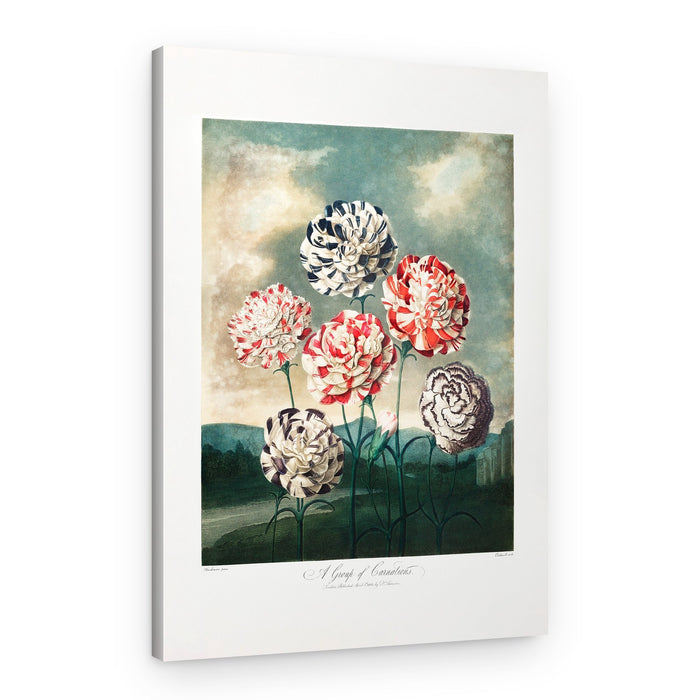 A Group of Carnations from The Temple of Flora (1807) – Canvas Print