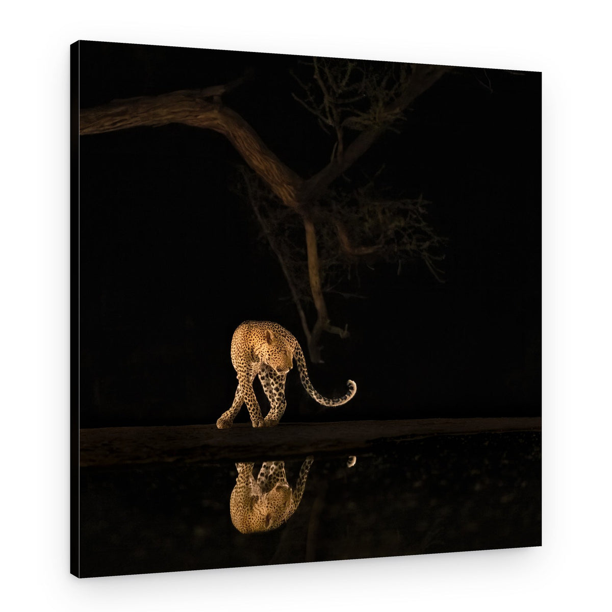 Nocturnal Leopard Reflection – Canvas Print