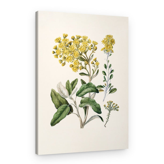 Daisy Brachyglottis Drawn By Sarah Featon (1848–1927) – Canvas Print
