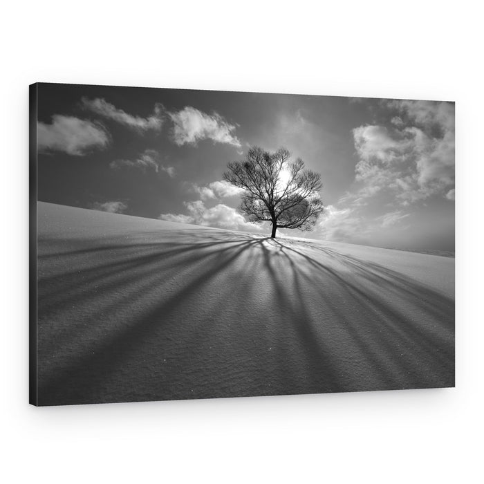 Winter Tree Long Shadows – Canvas Print