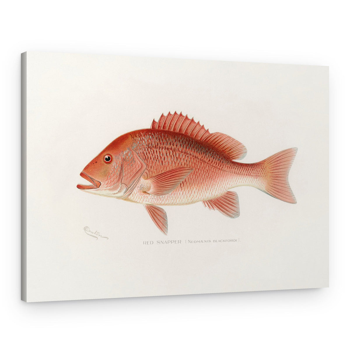 Red Snapper – Canvas Print