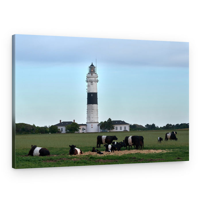 Lighthouse and Belted Galloways – Canvas Print