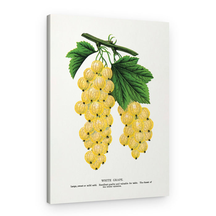 White Grape Lithograph – Canvas Print