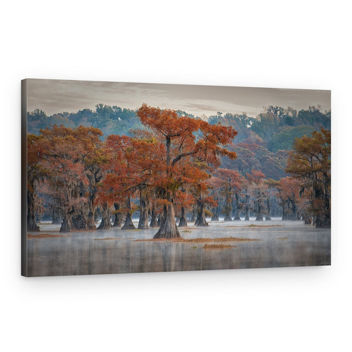 Misty Autumn Cypress – Canvas Print