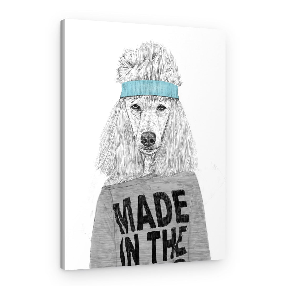Cool Poodle Headband – Canvas Print
