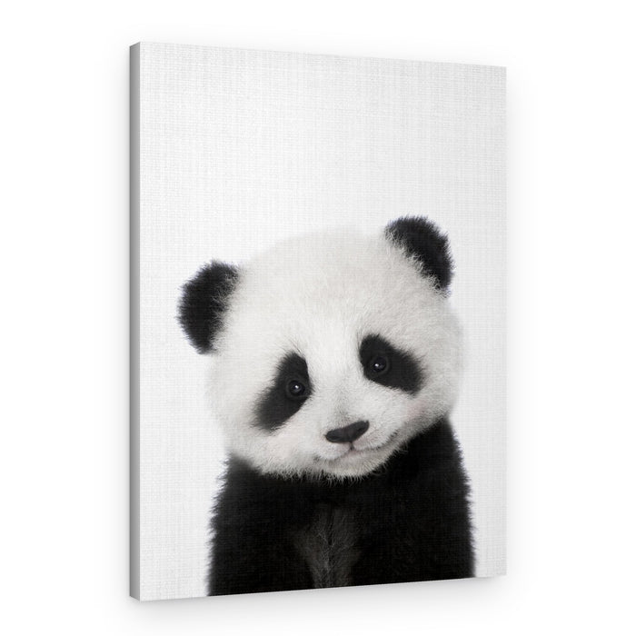 Cute Baby Panda – Canvas Print