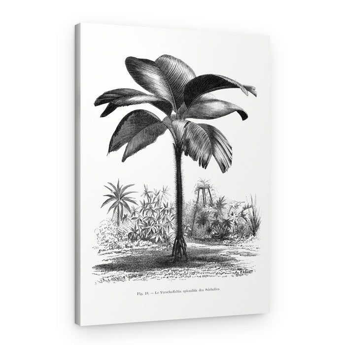 Vintage Palm Tree Drawing Iii – Canvas Print