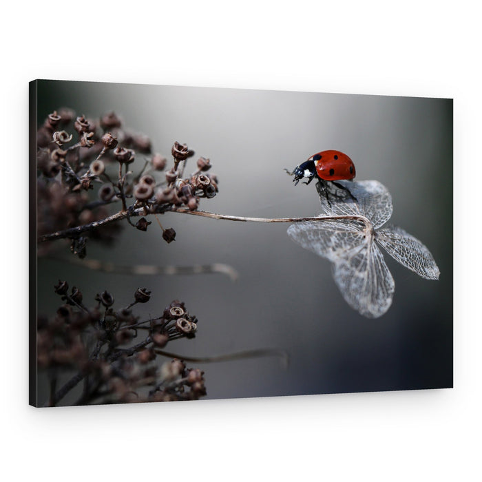 Red Ladybug Serenity – Canvas Print