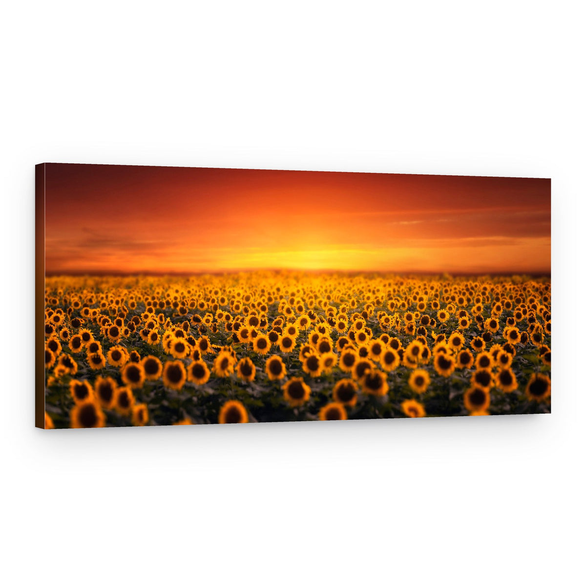 Golden Sunflower Sunset – Canvas Print