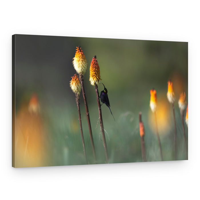 Sunbird on Torch Lily – Canvas Print