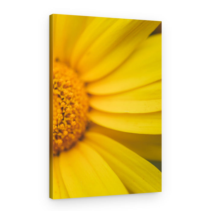 Golden Yellow Petals – Canvas Print