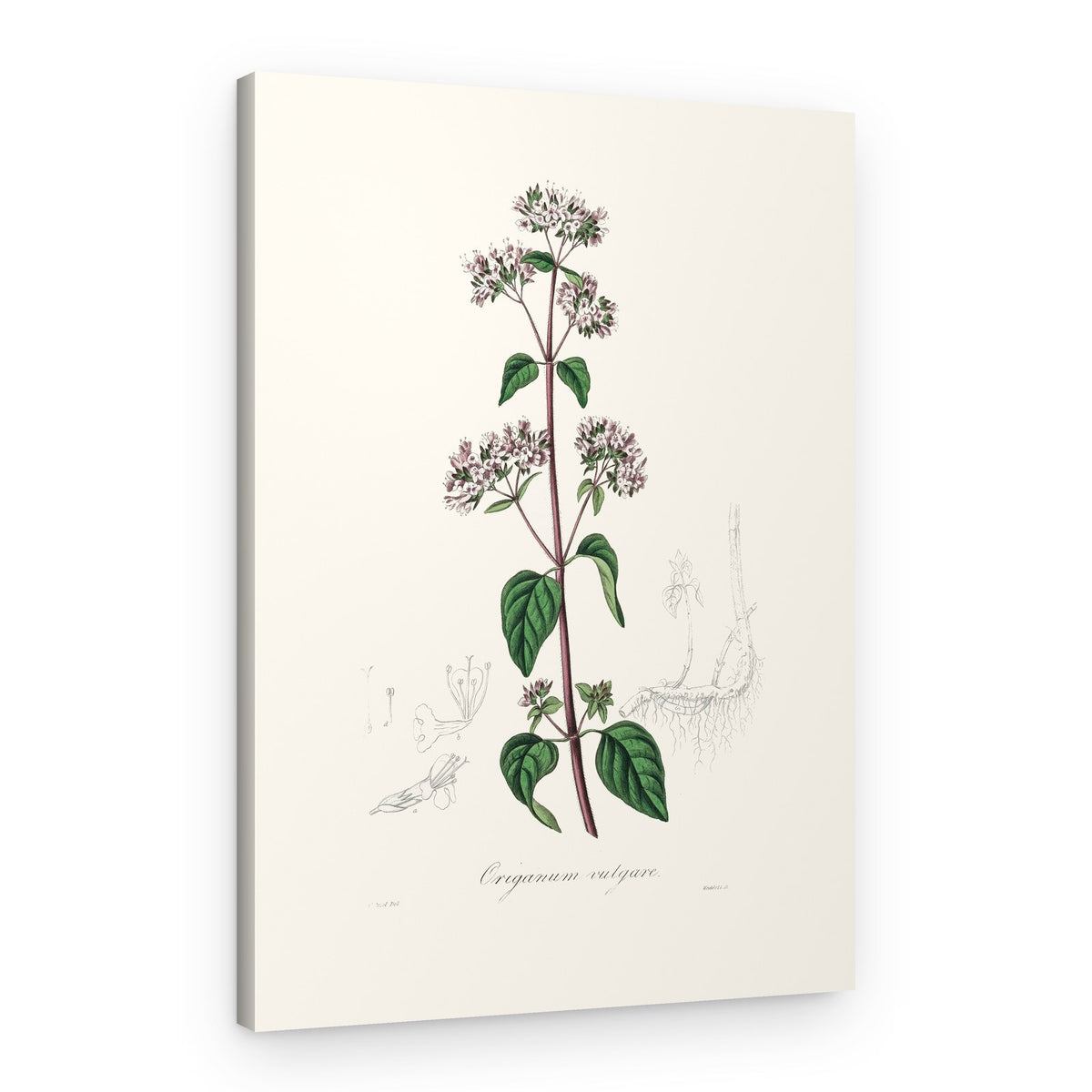 Oregano (origanum Vulgare) Medical Botany – Canvas Print