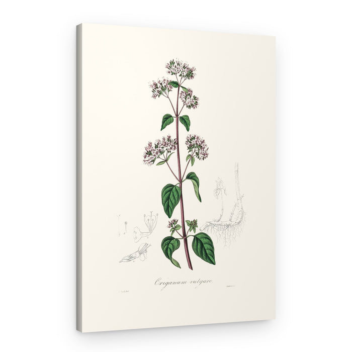 Oregano (origanum Vulgare) Medical Botany – Canvas Print