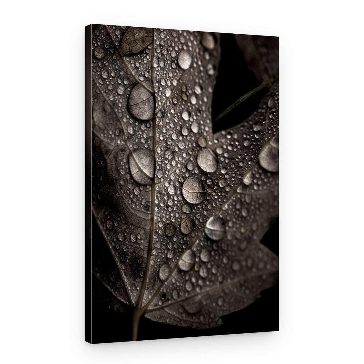 Rainy Fall – Canvas Print