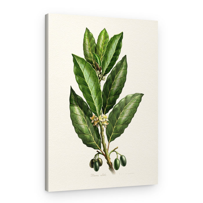 Botanical Leaves and Fruit – Canvas Print