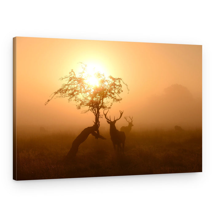Stags in Misty Dawn – Canvas Print