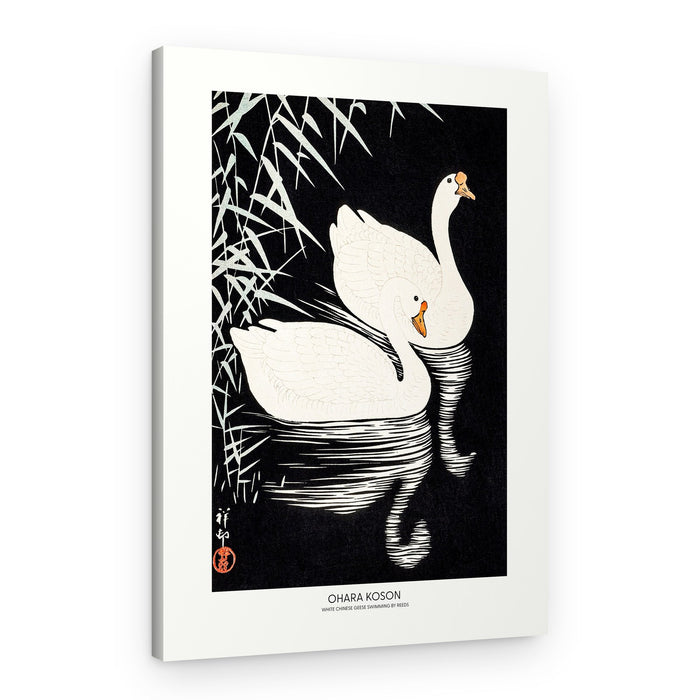 White Chinese Geese Swimming by Reeds – Canvas Print