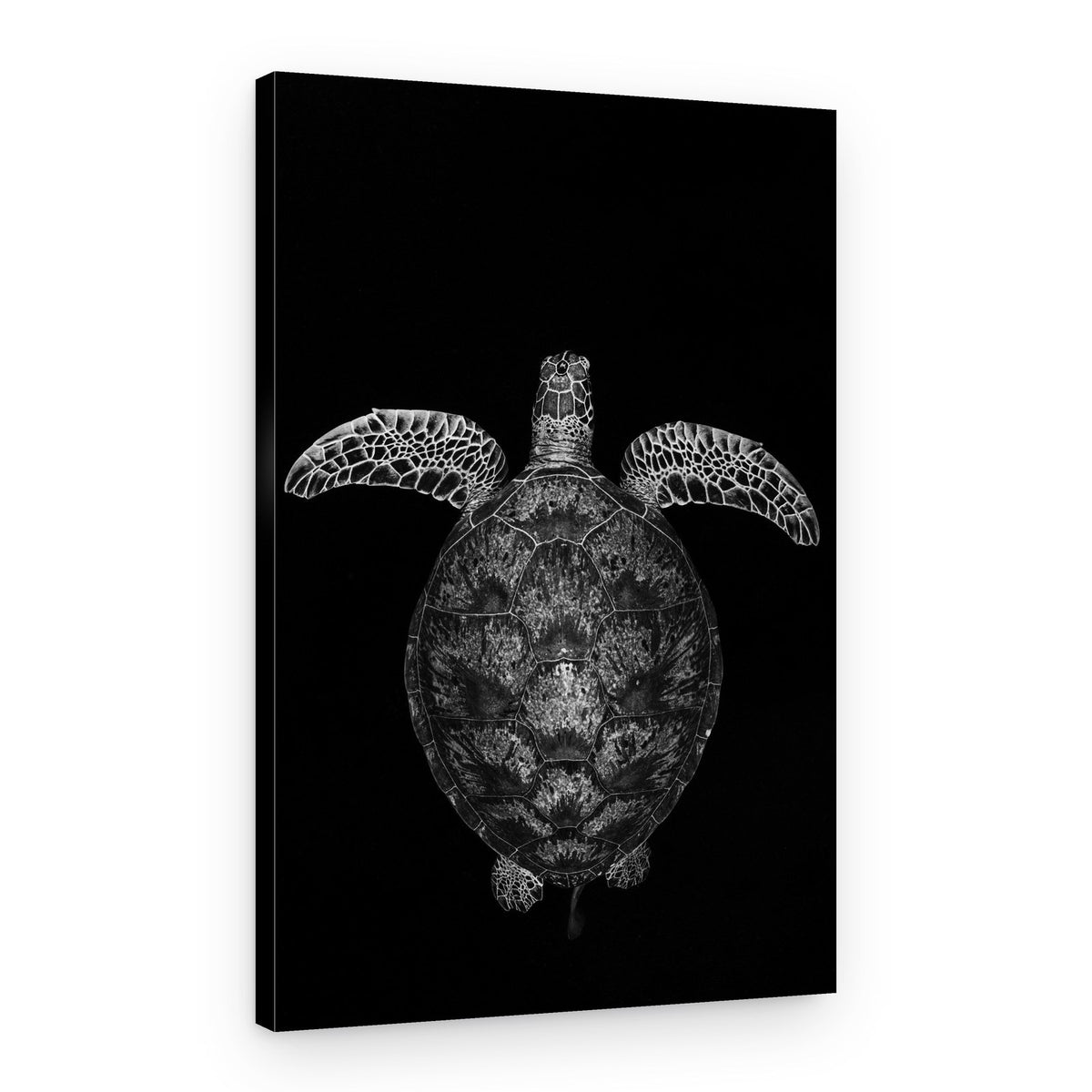 Graceful Sea Turtle – Canvas Print