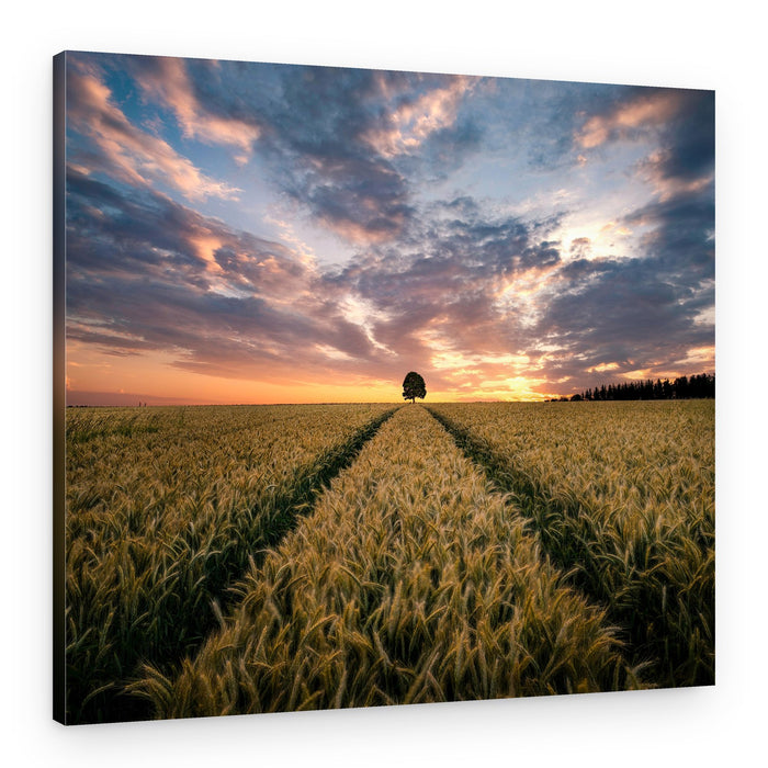 Golden Field Sunset Path – Canvas Print