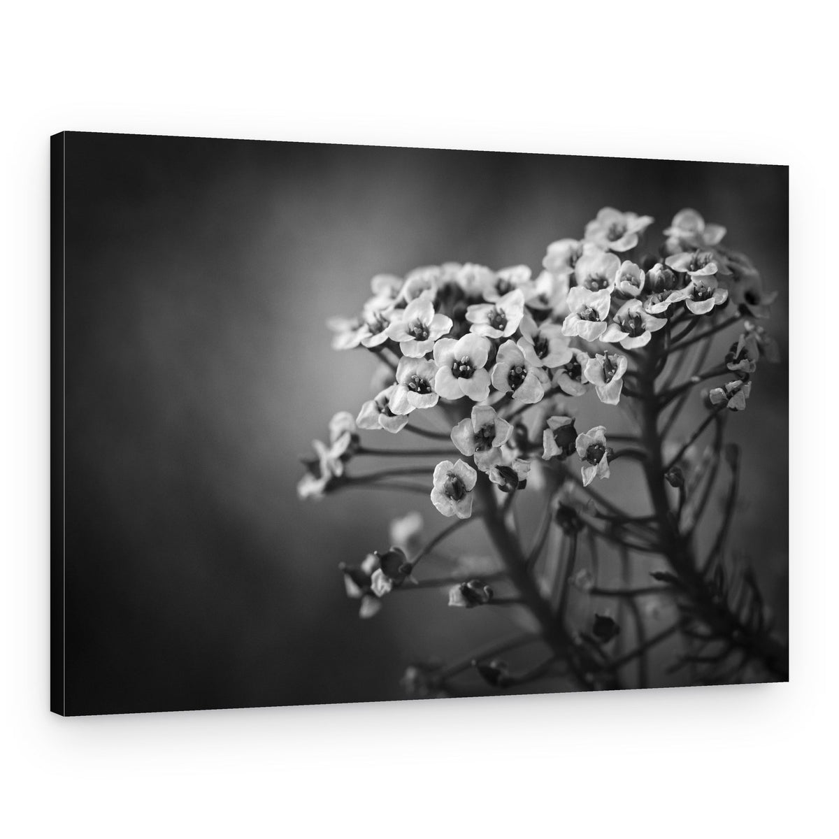 Delicate Monochrome Blooms – Canvas Print