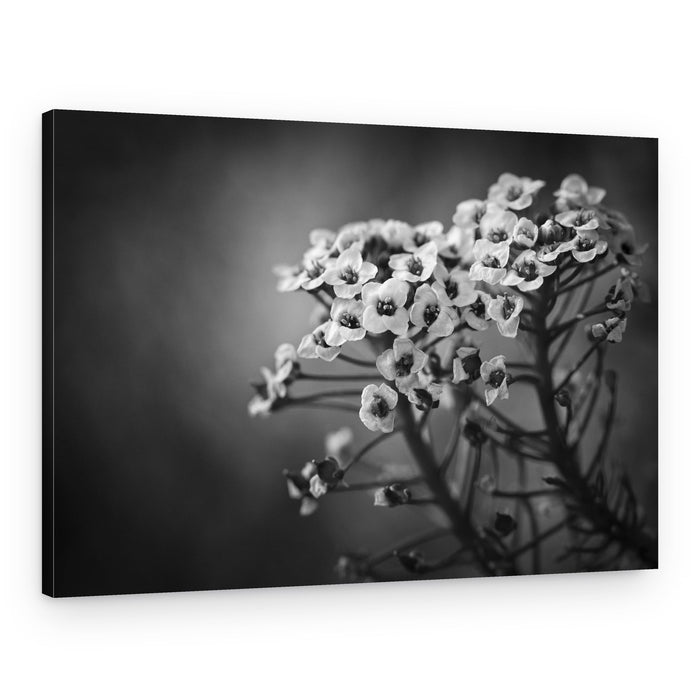 Delicate Monochrome Blooms – Canvas Print