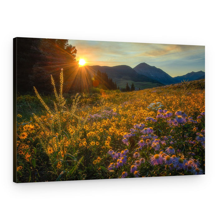 Mountain Wildflower Sunset – Canvas Print