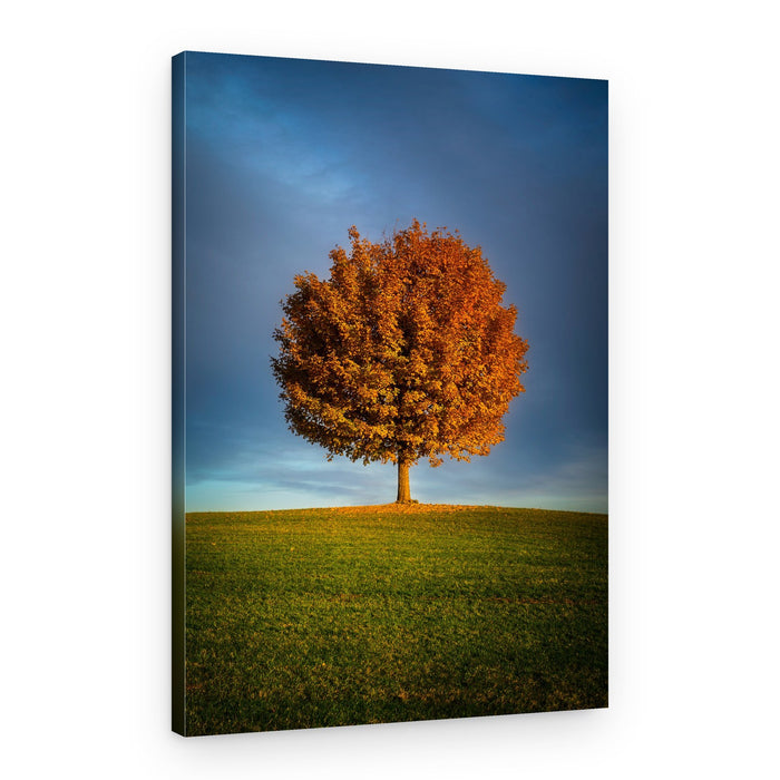 Solitary Autumn Tree – Canvas Print