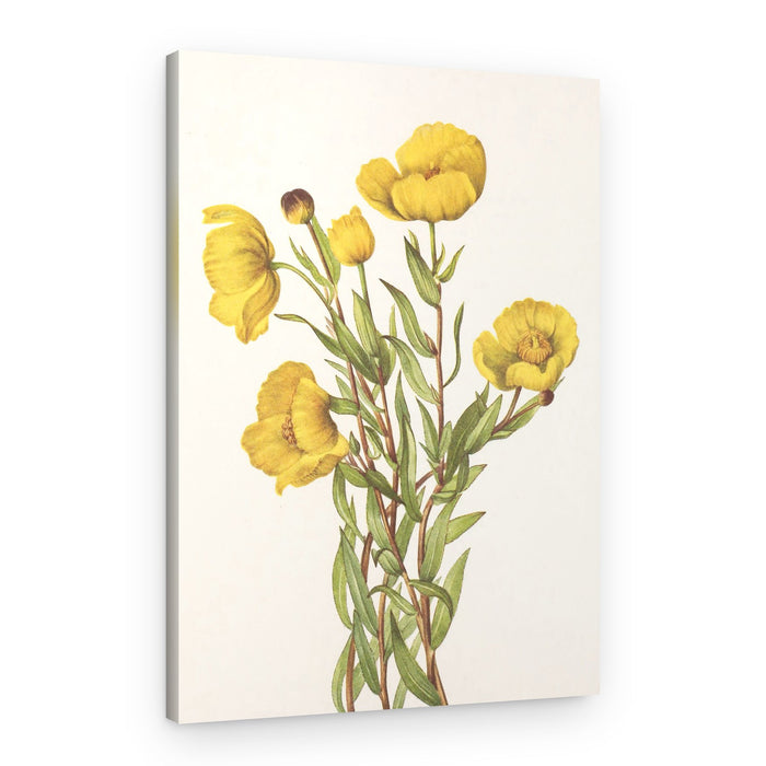 Bushpoppy From North American Wildflowers (1925) By Mary Vaux Walcott – Canvas Print