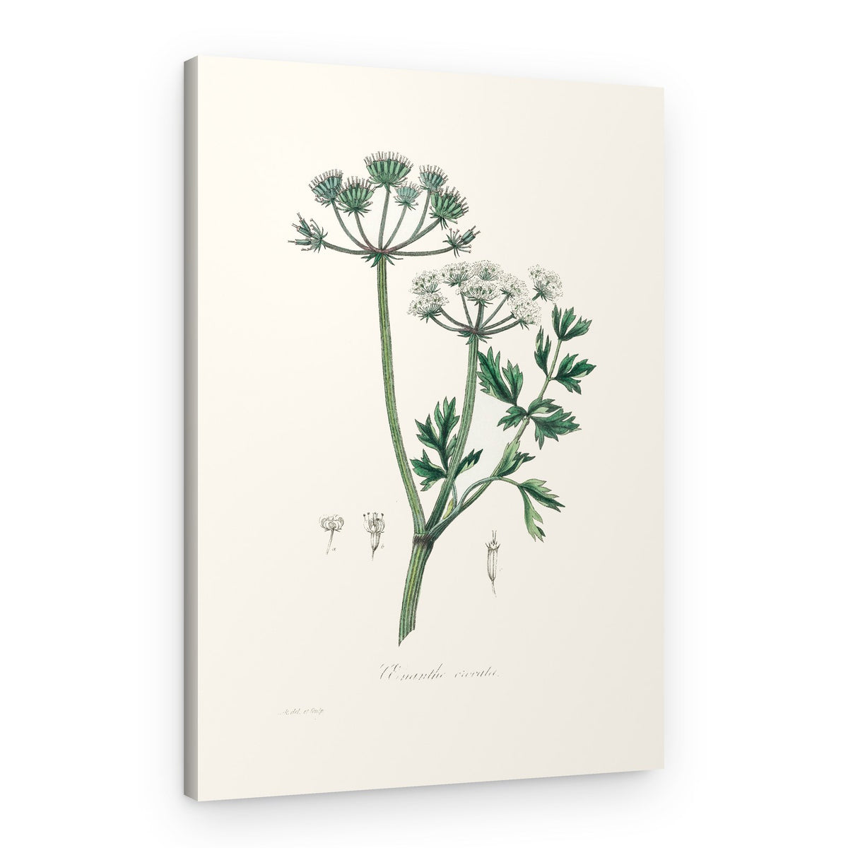Water Dropwort (onanthe Grocata) Medical Botany – Canvas Print