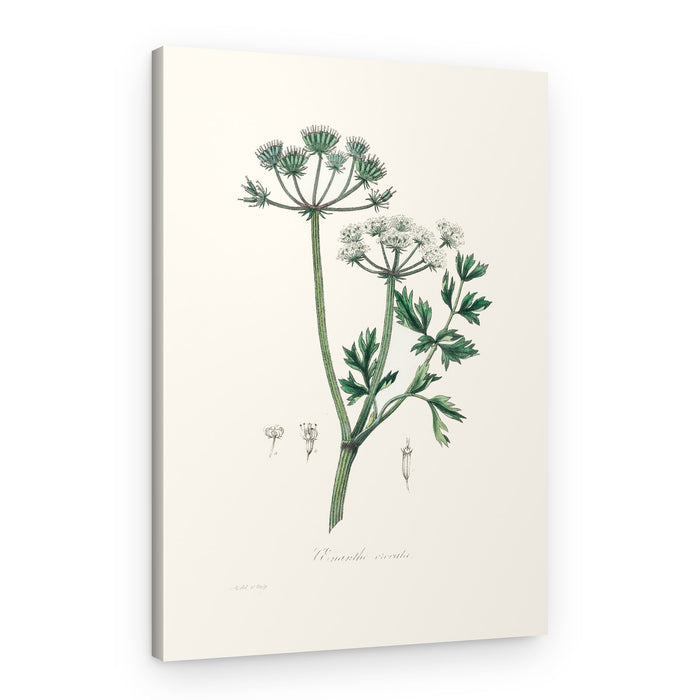 Water Dropwort (onanthe Grocata) Medical Botany – Canvas Print