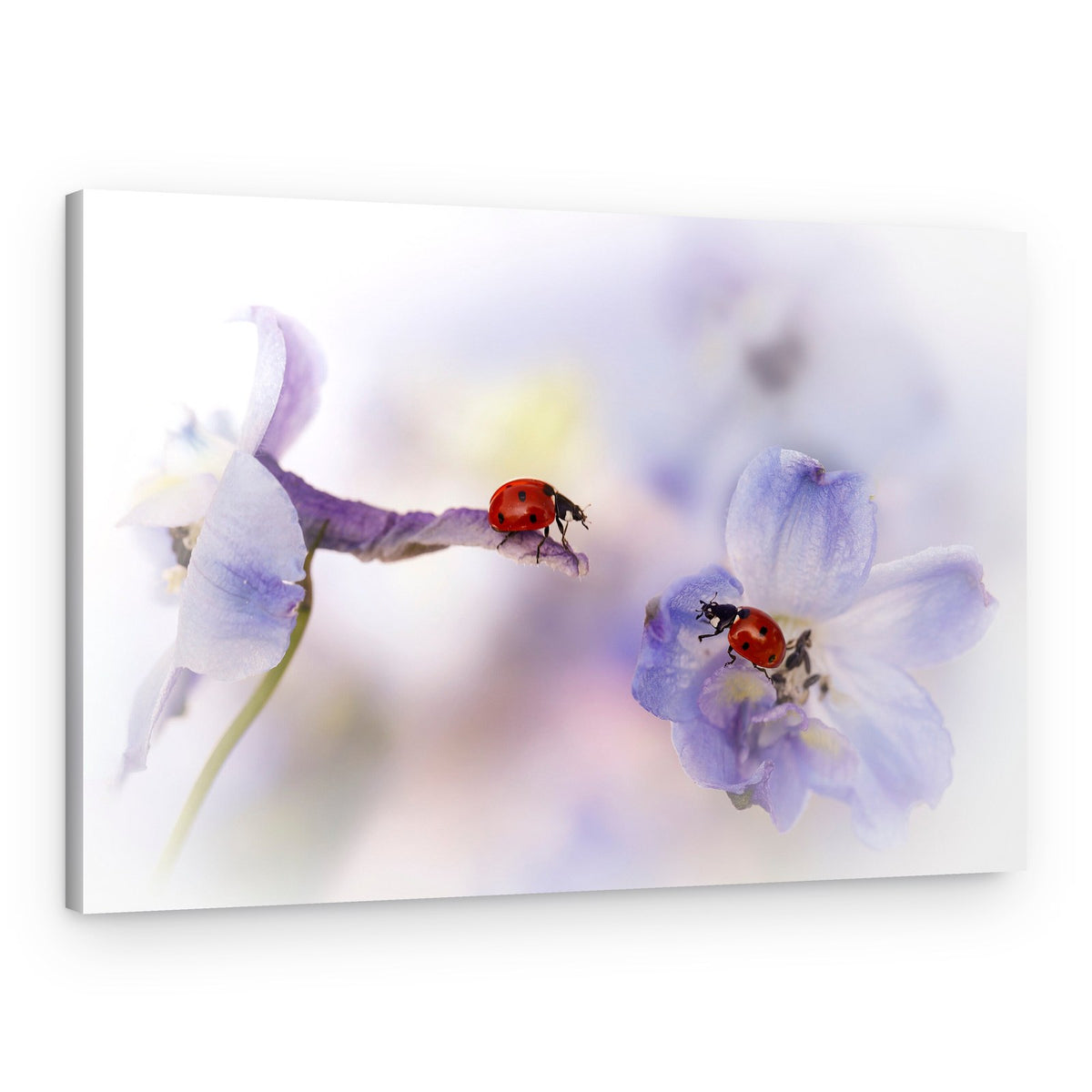 Ladybugs on Lavender – Canvas Print