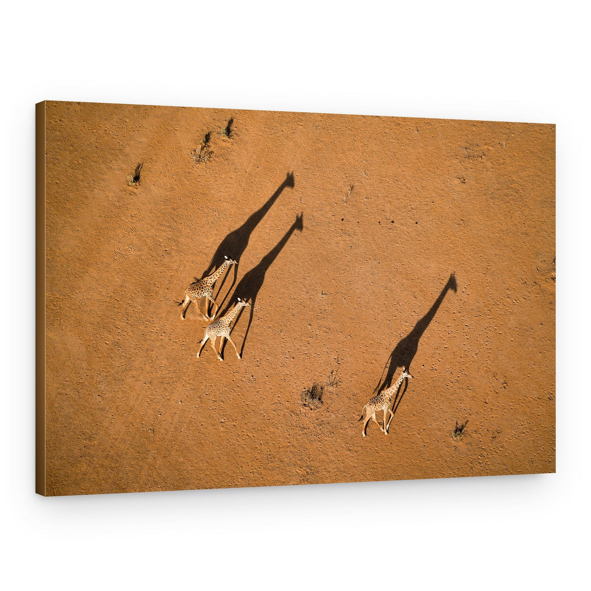 Walking Giraffe Shadows – Canvas Print