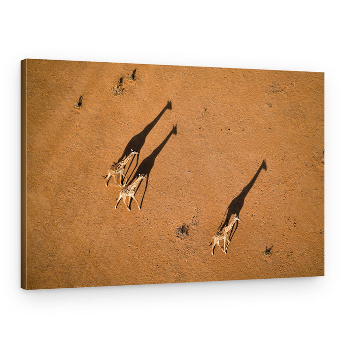 Walking Giraffe Shadows – Canvas Print