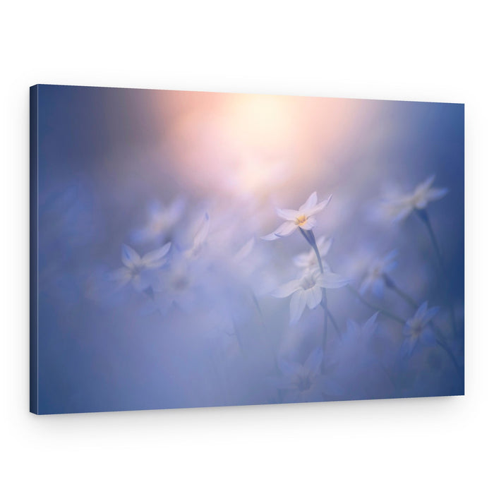 Soft White Spring Blooms – Canvas Print